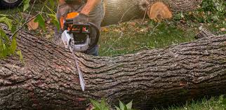 Best Palm Tree Trimming  in Antlers, OK