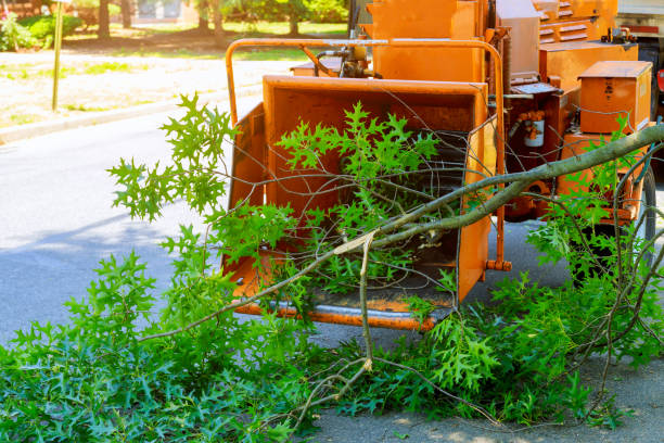 How Our Tree Care Process Works  in  Antlers, OK