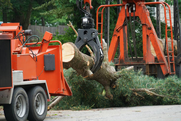 Best Lot and Land Clearing  in Antlers, OK
