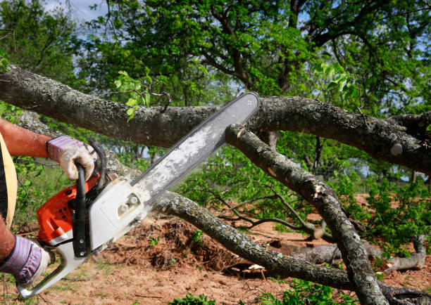 Best Lawn Renovation and Restoration  in Antlers, OK