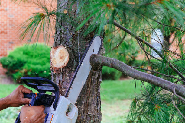 Best Tree Risk Assessment  in Antlers, OK